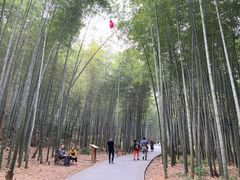 -午潮山国家森林公园