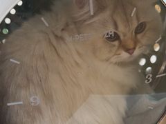 -瑞派康怡24h宠物医院·犬猫医疗中心·微创绝育(瑞景分院)