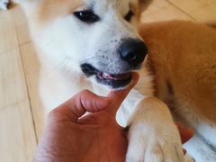-喜柴咖啡·柴犬狗咖