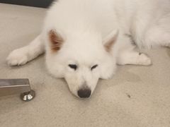 -共舞时光猫咖·狗咖(新街口店)