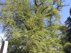 -嵩山少林文化旅游景区