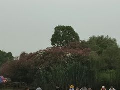 -青枫公园
