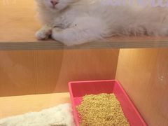 -Pets First伊珊娜洗护·精致美容·家庭式寄养(新会路店)