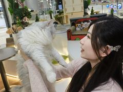 -COLOR PETS 撸猫馆·购猫·猫咖(长风大悦城店)