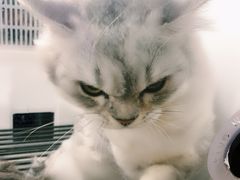 -宠颐生宠物医院·骨外科·犬猫全科诊疗中心(池州店)