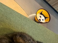 -御宝贝·A梦猫科宠物医院(国际猫友好医院)