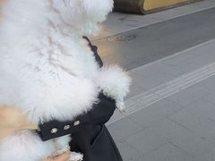 -瑞派宠物医院·24h·骨外科·皮肤科·全科宠物医疗转诊中心(沈阳浑南院)