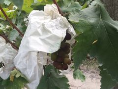 -马陆小张葡萄园农家乐