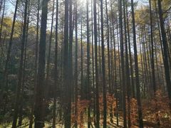 -龙道沟景区