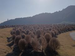 -径山花海
