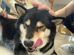 -柴迷FANS CLUB·柴犬狗咖·猫咖