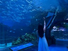 -海合安成都极地海洋公园