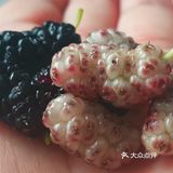 吃水果啦