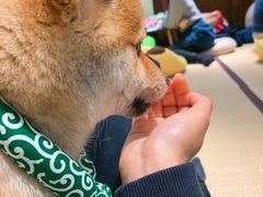 -逗柴咖啡屋·狗咖猫咖宠物桌游