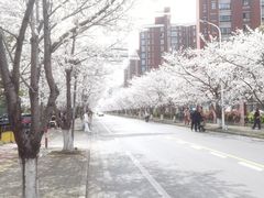 -高东镇樱花园