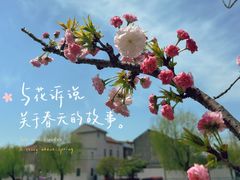 -高东镇樱花园
