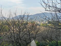 -香雪海