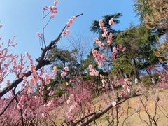 -南京古林公园