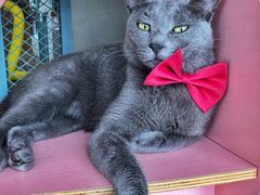 -喵屿·大理花园猫咖