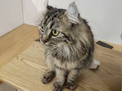 -李小姐の猫咖啡馆(五角场店)
