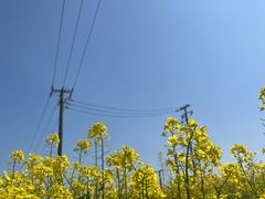 -嘉北郊野公园