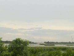 -大湾区中央湿地公园