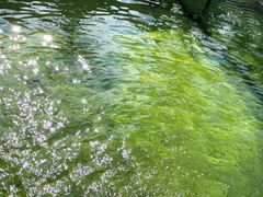 果木炭烤虹鳟鱼-钰田大院·怀柔地道农家菜·烤虹鳟鱼(雁栖湖店)