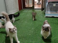 -楼上猫咖(罗湖店)
