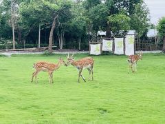 -不觉晓CAMPING(上海迪士尼营地店)