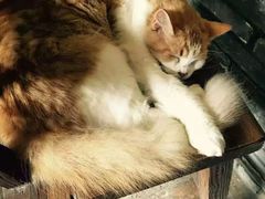 -老屋咖啡