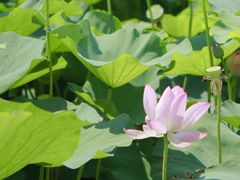 -荷塘月色湿地公园·向阳花洲