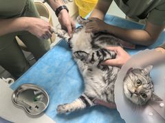 -达爱动物医院·犬猫分区·CT·复杂眼科(远洋山水分院)