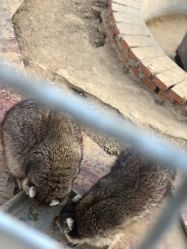 -萌宠亲子动物乐园(槐房万达店)