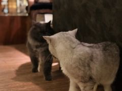 -more than meow吴止猫主题餐厅(承德 中船汇店)