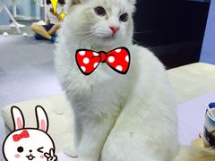 喵的天空-喵的天空名猫咖啡馆·撸猫·猫舍·用品