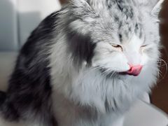-猫腻·猫咖·撸猫馆(星光大道店)