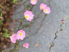 -南汇新城城市公园