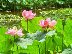 -陈家山荷花公园