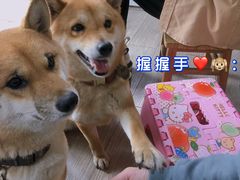 -柴犬高等学院·狗咖·柴犬售卖·宠物训练