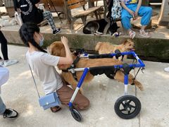 -成都爱之家动物救助中心