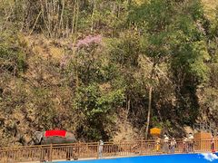 -西双版纳原始森林公园