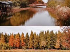 -黄海国家森林公园