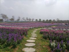 -天适樱花悠乐园