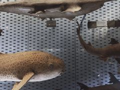 -浙江自然博物院(杭州馆)