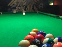 -PETKIT 小佩宠物·低压洗护·美容·寄养(安远店)