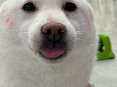 -柴犬小屋·柴餐厅·狗咖食堂(金鼎广场店)