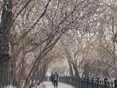 -桃花堤公园