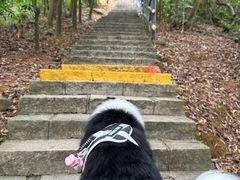 -清溪大王山森林公园