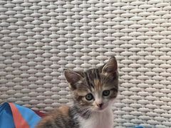 -安安宠医宠物医院·异宠·犬猫内科(岳阳分院)