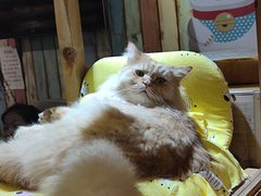 -小时光咖啡馆(开森度假森林店)